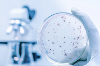 Hand holding petri dish in science lab